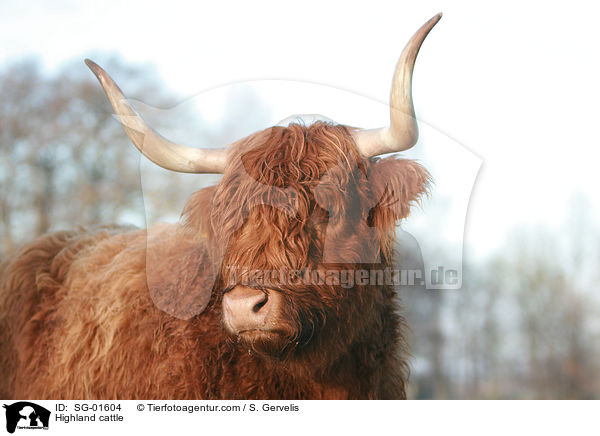 Highland cattle / SG-01604