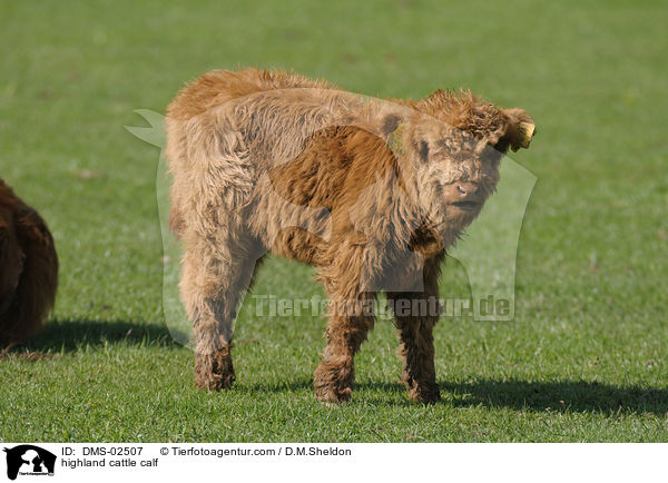 Schottisches Hochlandrind Kalb / highland cattle calf / DMS-02507