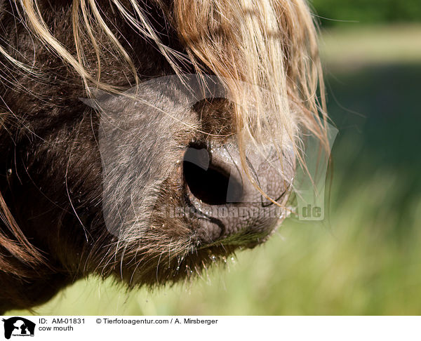 Kuhmaul / cow mouth / AM-01831