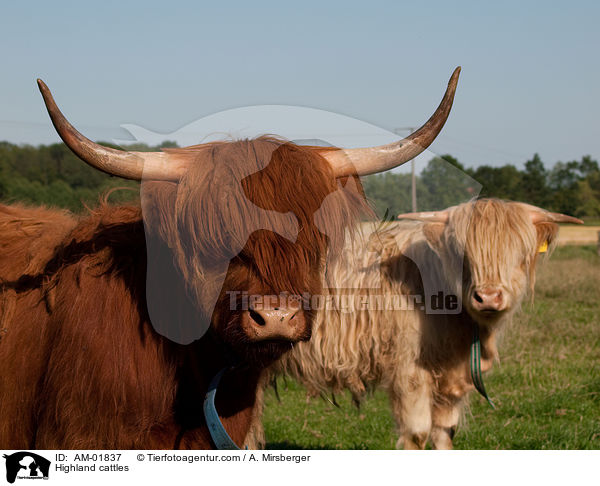 Schottische Hochlandrinder / Highland cattles / AM-01837