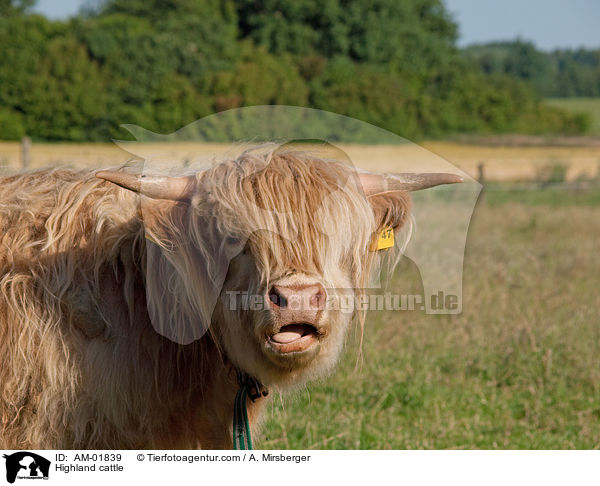 Schottisches Hochlandrind / Highland cattle / AM-01839