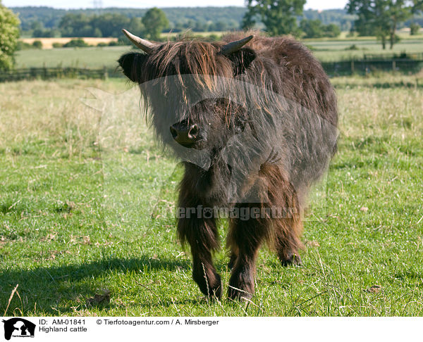 Schottisches Hochlandrind / Highland cattle / AM-01841