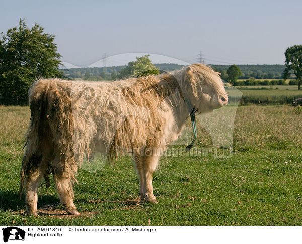 Schottisches Hochlandrind / Highland cattle / AM-01846