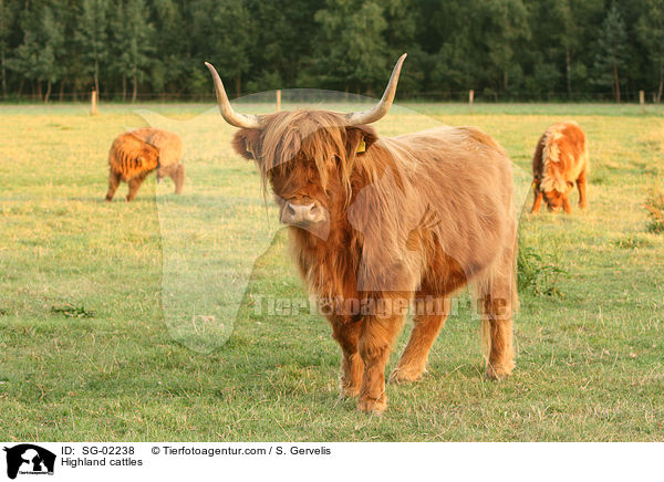 Schottische Hochlandrinder / Highland cattles / SG-02238