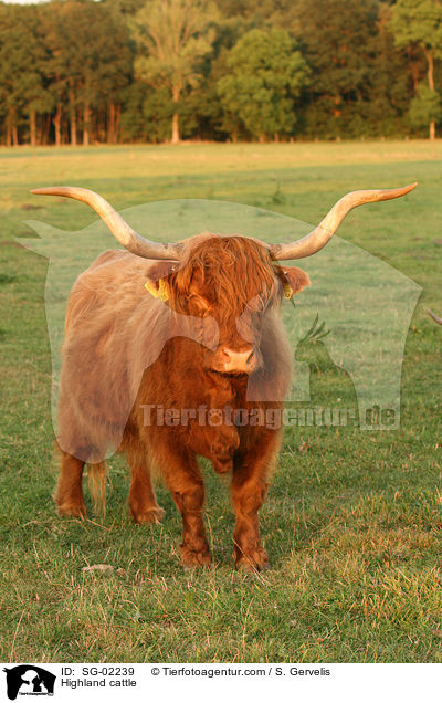 Schottisches Hochlandrind / Highland cattle / SG-02239