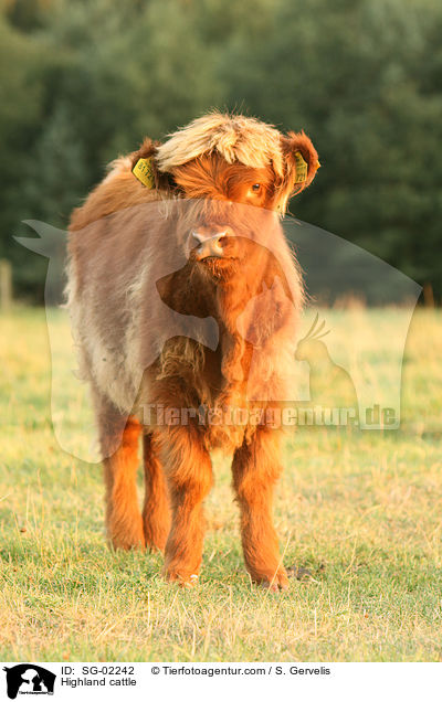 Schottisches Hochlandrind / Highland cattle / SG-02242