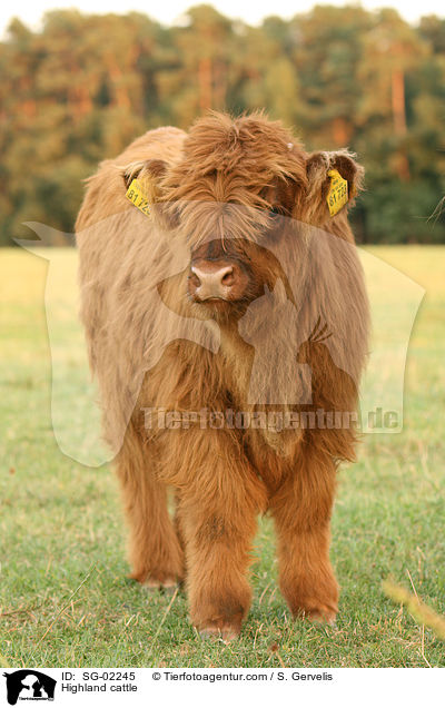 Schottisches Hochlandrind / Highland cattle / SG-02245