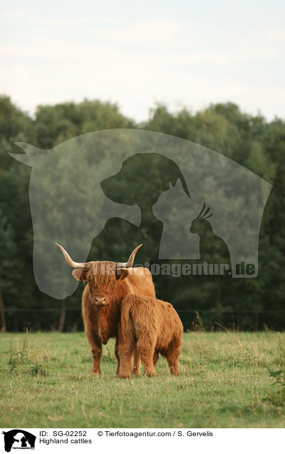Schottische Hochlandrinder / Highland cattles / SG-02252