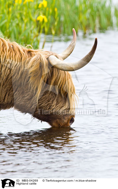 Highland cattle / MBS-04269