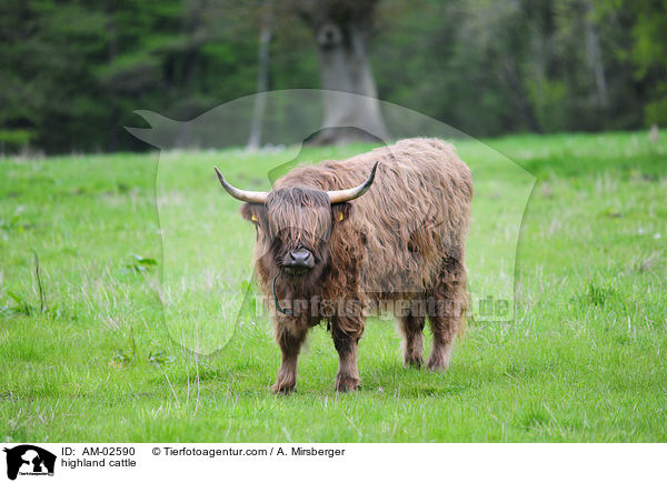 Schottisches Hochlandrind / highland cattle / AM-02590