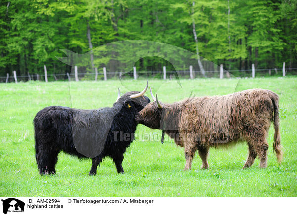 Schottisches Hochlandrinder / highland cattles / AM-02594