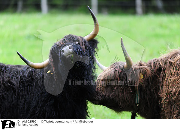Schottisches Hochlandrinder / highland cattles / AM-02596