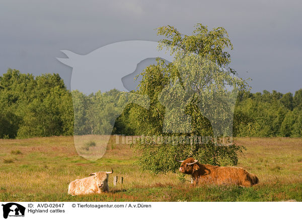 Hochlandrinder / Highland cattles / AVD-02647