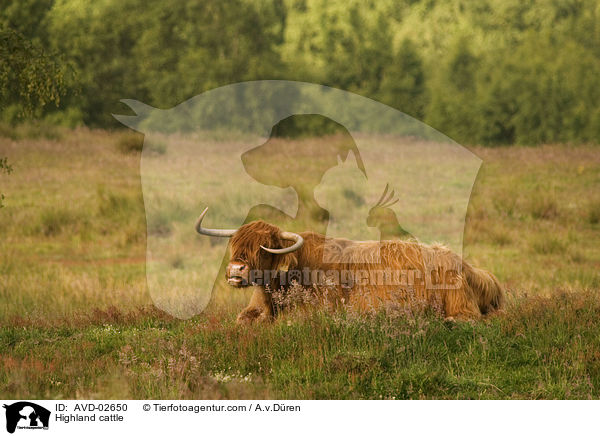 Hochlandrind / Highland cattle / AVD-02650