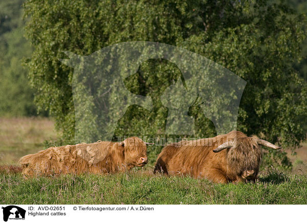 Hochlandrinder / Highland cattles / AVD-02651