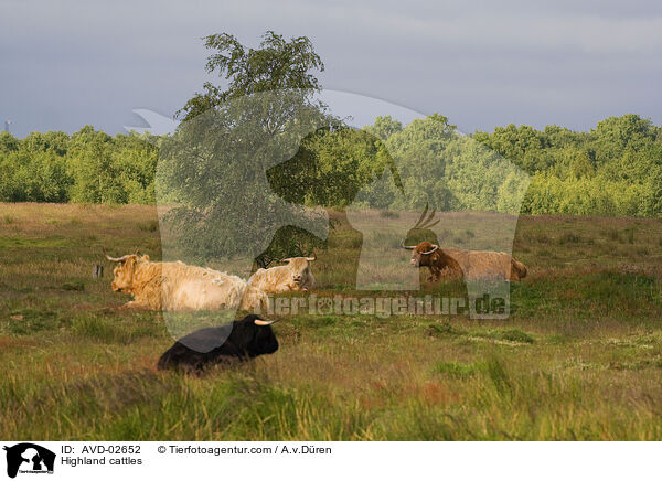 Hochlandrinder / Highland cattles / AVD-02652