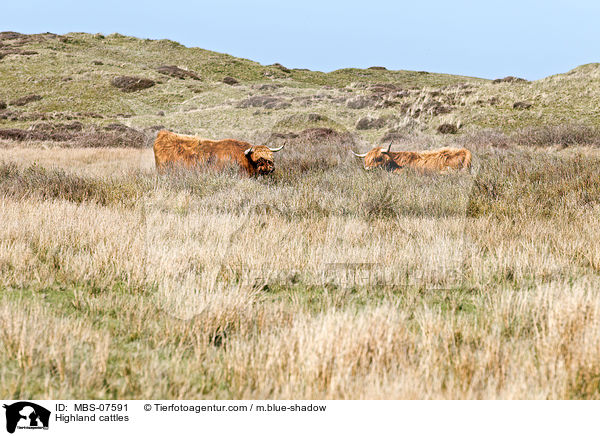 Highland cattles / MBS-07591