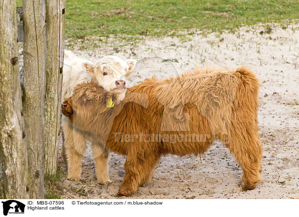 Hochlandrinder / Highland cattles / MBS-07596