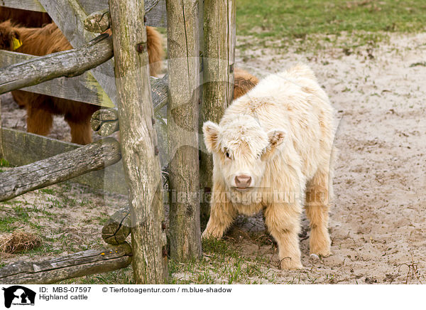 Hochlandrind / Highland cattle / MBS-07597