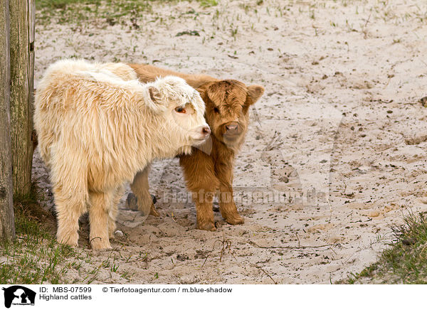 Hochlandrinder / Highland cattles / MBS-07599