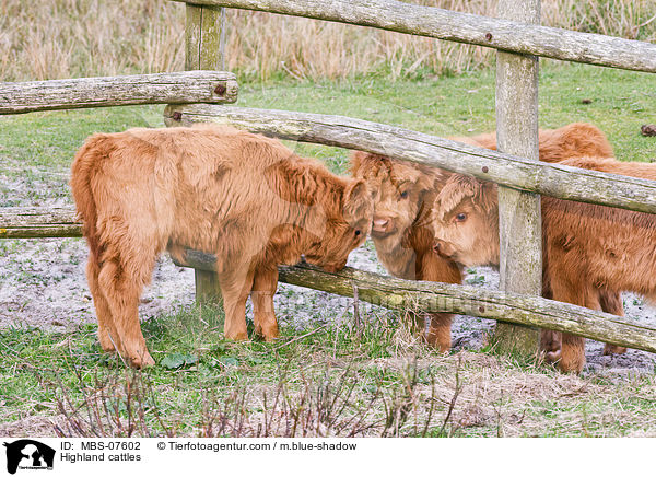 Hochlandrinder / Highland cattles / MBS-07602