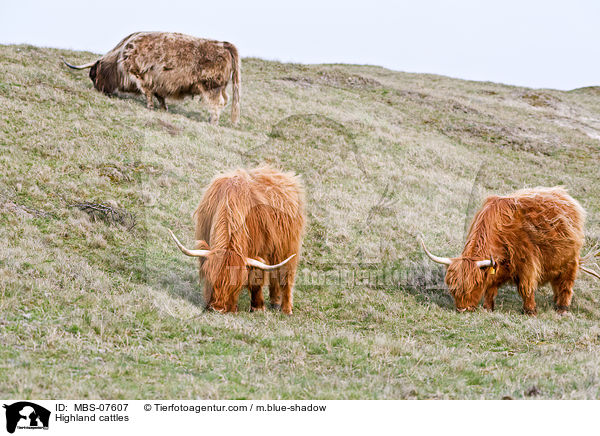 Hochlandrinder / Highland cattles / MBS-07607