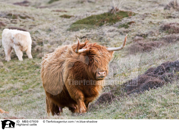 Hochlandrind / Highland cattle / MBS-07609