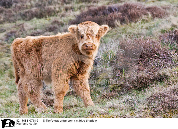 Hochlandrind / Highland cattle / MBS-07615