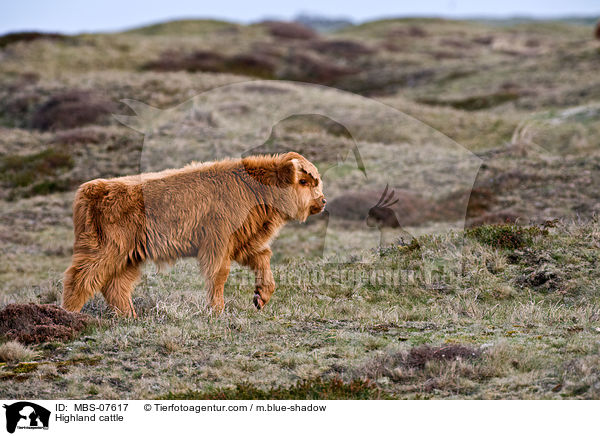 Hochlandrind / Highland cattle / MBS-07617