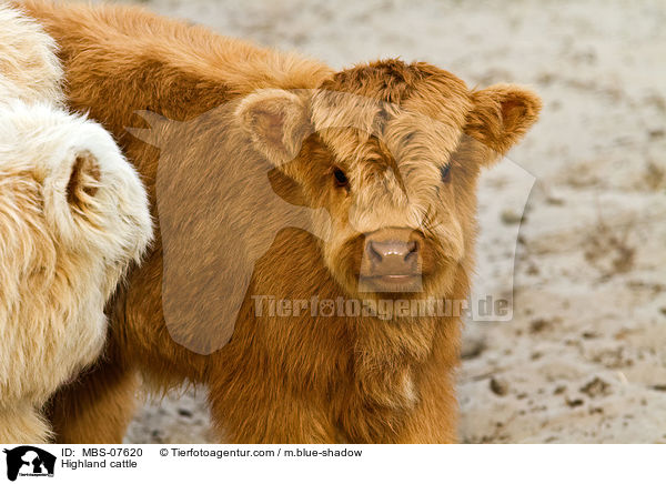 Hochlandrind / Highland cattle / MBS-07620