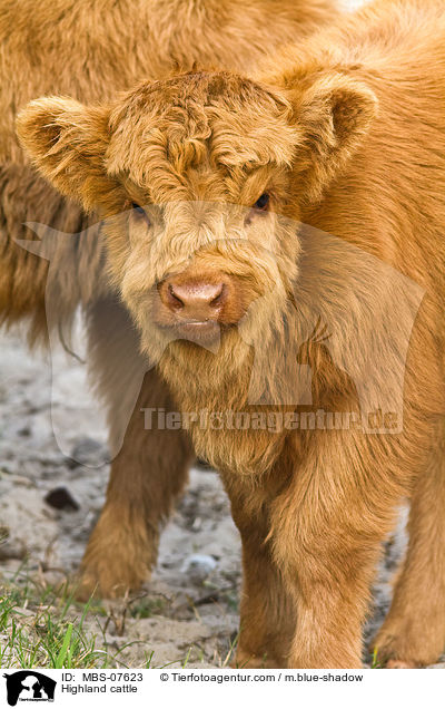 Hochlandrind / Highland cattle / MBS-07623