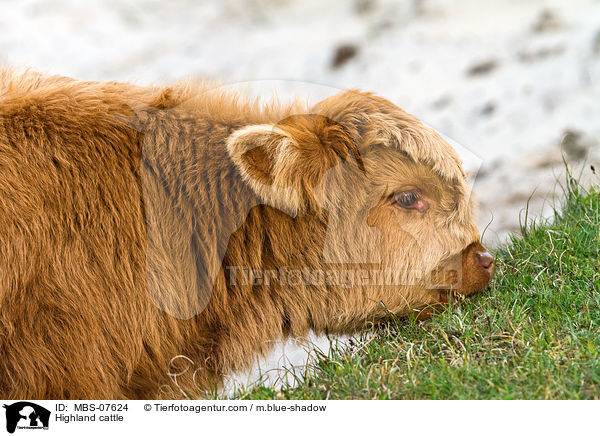 Hochlandrind / Highland cattle / MBS-07624