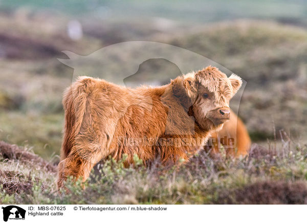 Hochlandrind / Highland cattle / MBS-07625