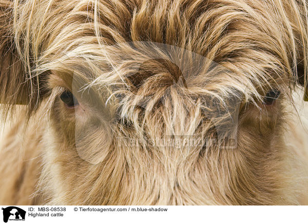 Highland cattle / MBS-08538