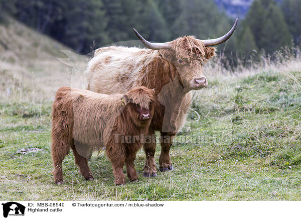 Hochlandrinder / Highland cattle / MBS-08540