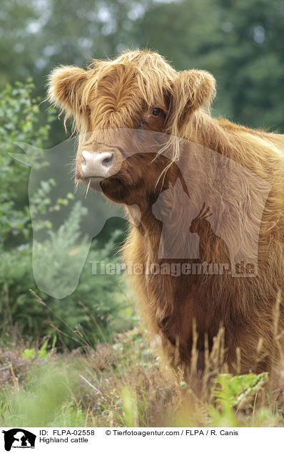 Hochlandrind / Highland cattle / FLPA-02558