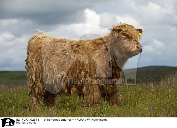 Hochlandrind / Highland cattle / FLPA-02571