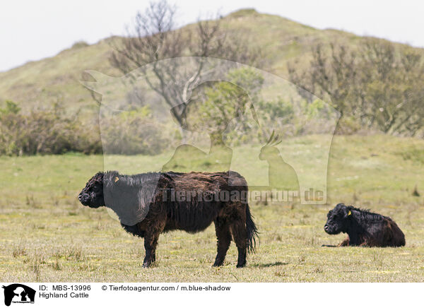 Schottisches Hochlandrind / Highland Cattle / MBS-13996