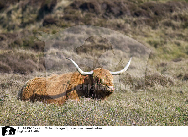 Schottisches Hochlandrind / Highland Cattle / MBS-13999