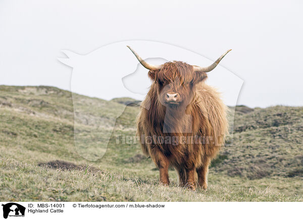 Schottisches Hochlandrind / Highland Cattle / MBS-14001