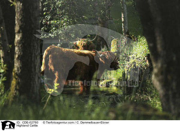 Schottische Hochlandrinder / Highland Cattle / CDE-02760