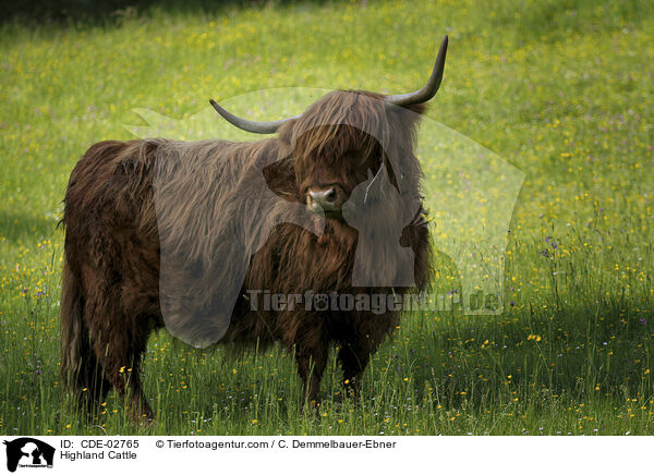 Schottisches Hochlandrind / Highland Cattle / CDE-02765