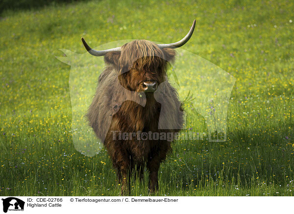 Schottisches Hochlandrind / Highland Cattle / CDE-02766