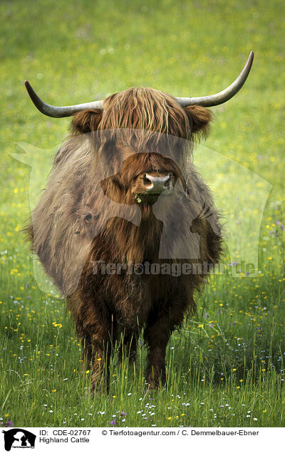 Schottisches Hochlandrind / Highland Cattle / CDE-02767