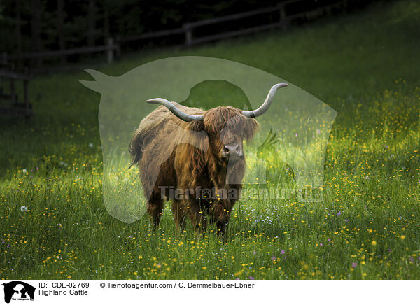 Schottisches Hochlandrind / Highland Cattle / CDE-02769
