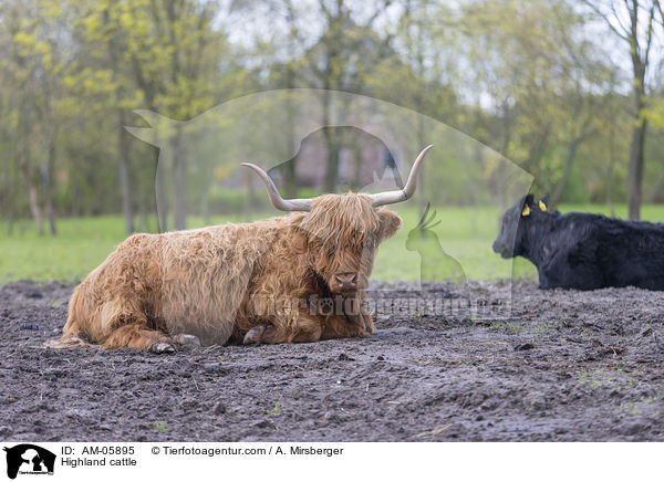 Highland cattle / AM-05895