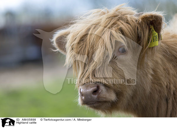 Hochlandrind / Highland cattle / AM-05898