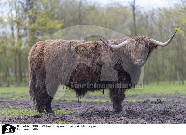 Hochlandrind / Highland cattle / AM-05908