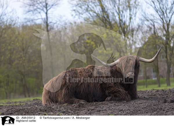 Hochlandrind / Highland cattle / AM-05912