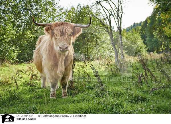 Schottisches Hochlandrind / Highland Cattle / JR-04121